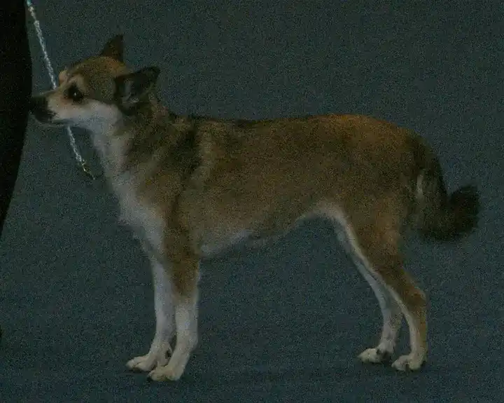 Norwegian Lundehund photo