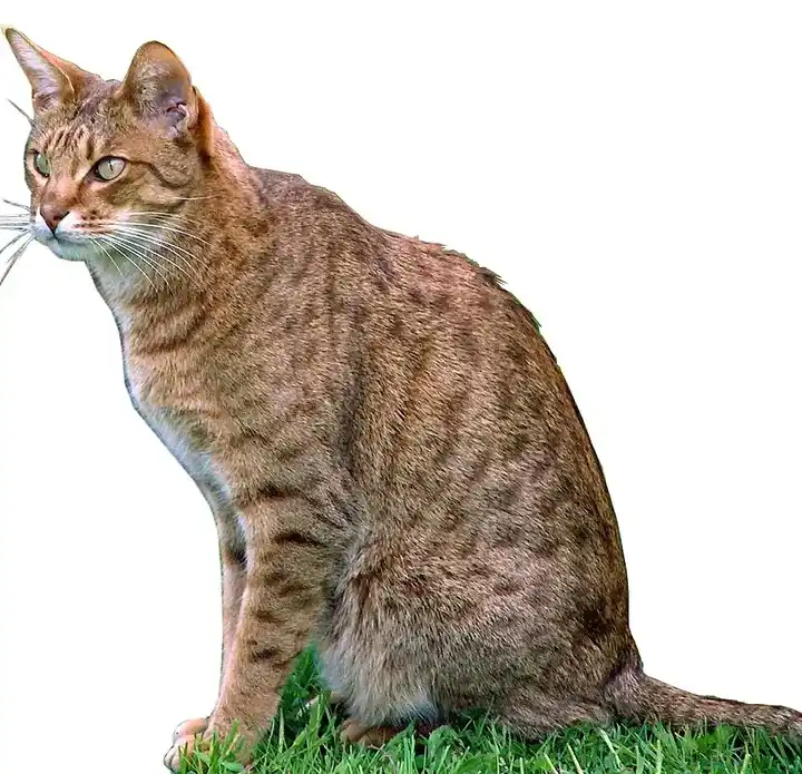 Ocicat photo