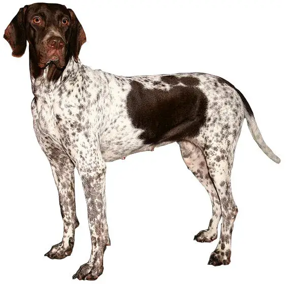 Old Danish Pointer photo