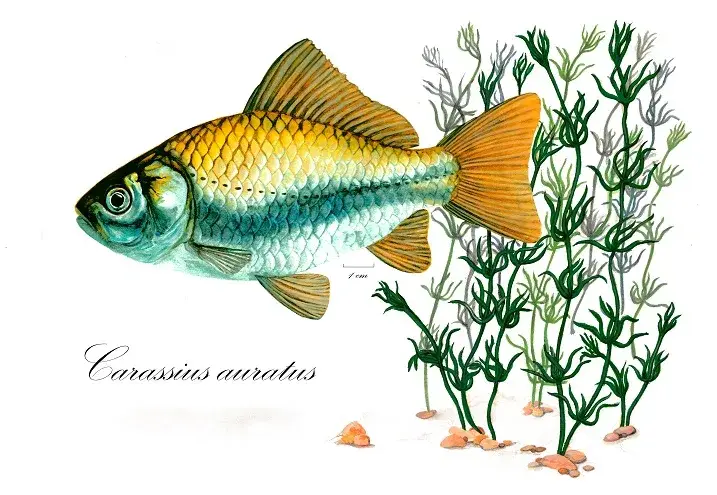 Oranda Goldfish photo