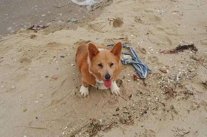 Pembroke Welsh Corgi photo
