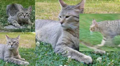 Pixiebob photo