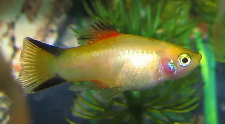 Platy Fish photo