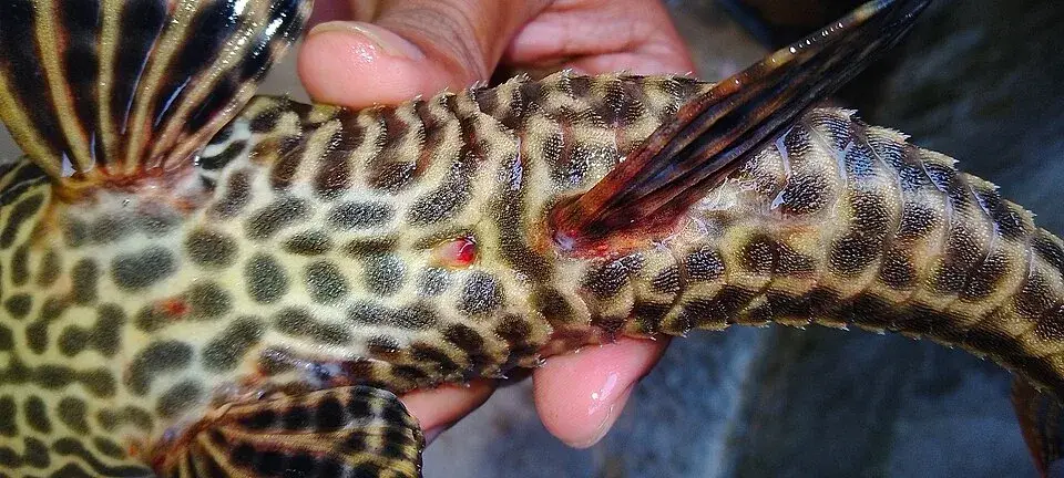 Pleco photo