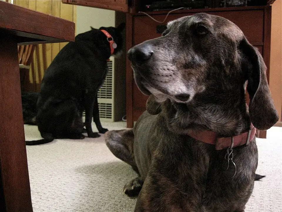 Plott Hound photo