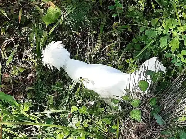 Polish Chicken photo