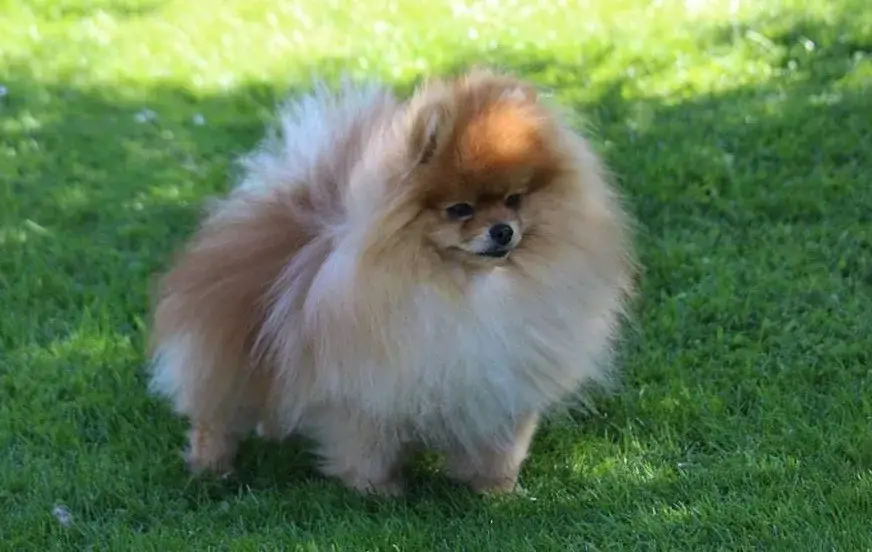 Pomeranian photo
