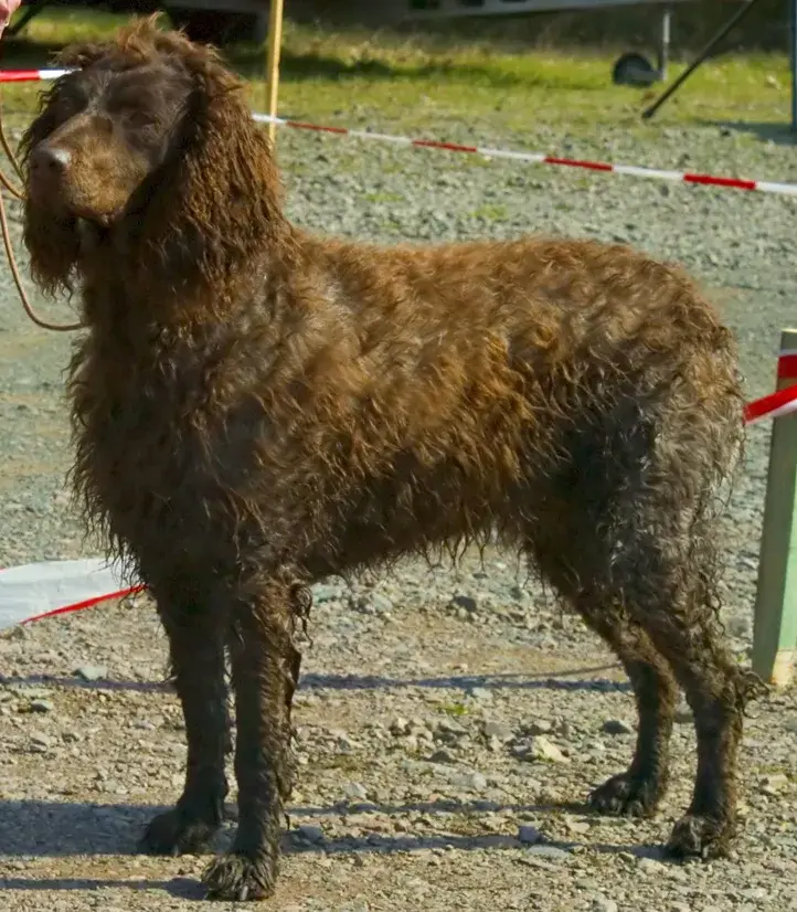 Pont-Audemer Spaniel photo