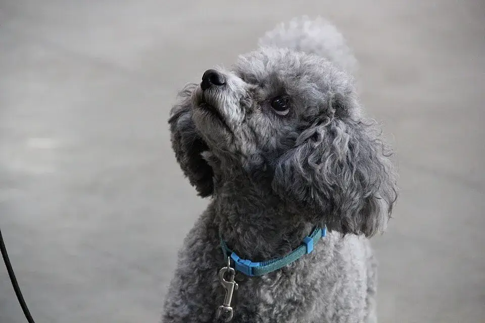Poodle (Miniature) photo