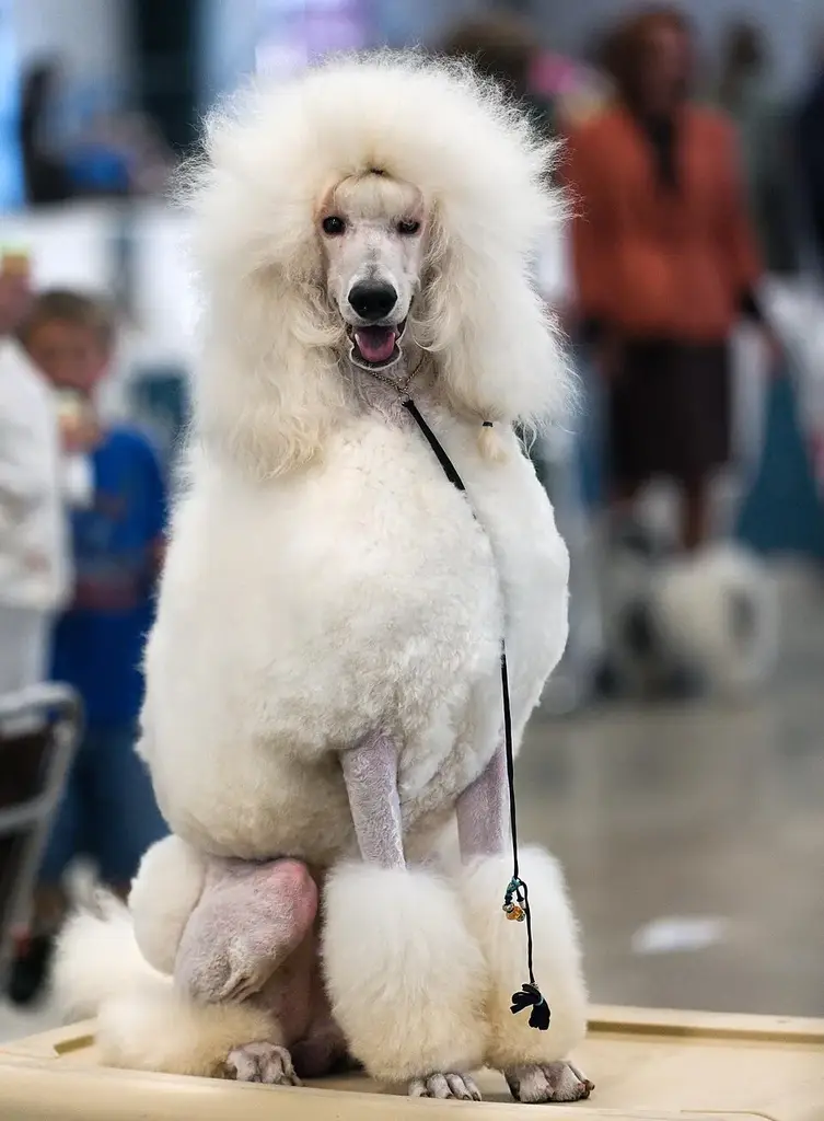 Poodle (Standard) photo