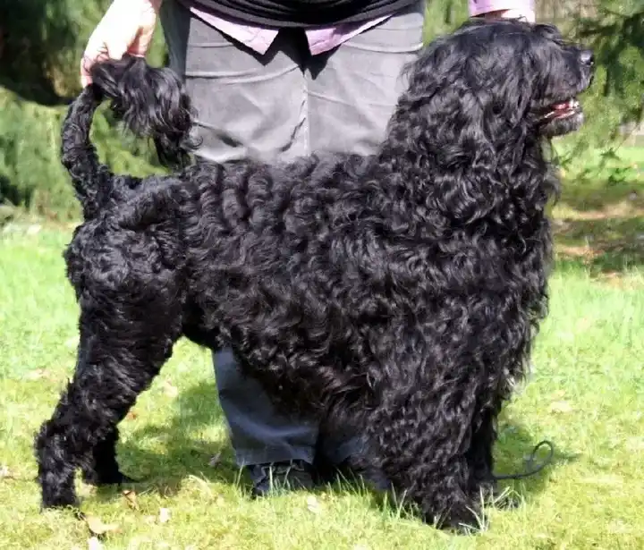 Portuguese Water Dog photo