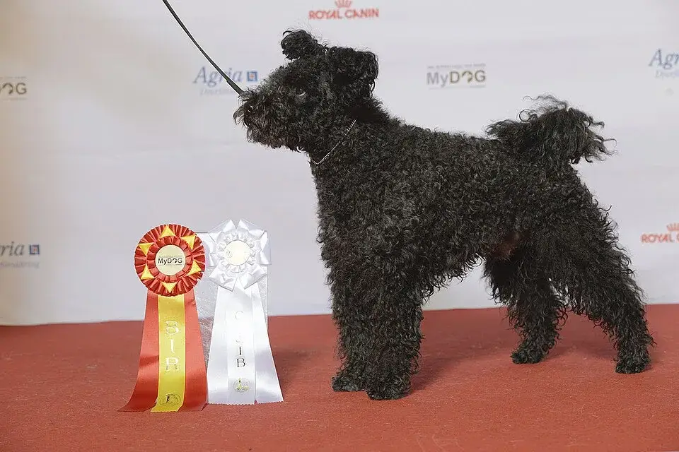 Pumi photo