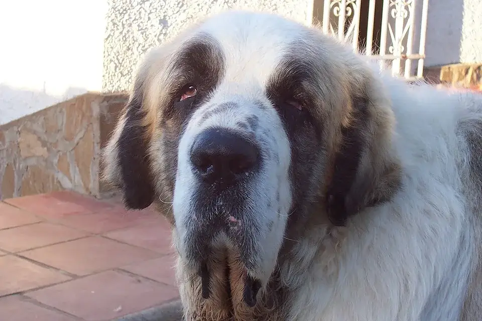 Pyrenean Mastiff photo