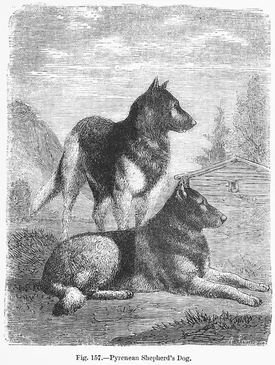 Pyrenean Shepherd photo
