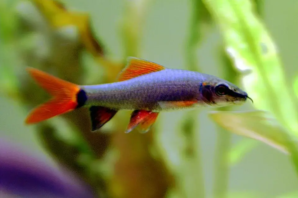 Rainbow Shark photo