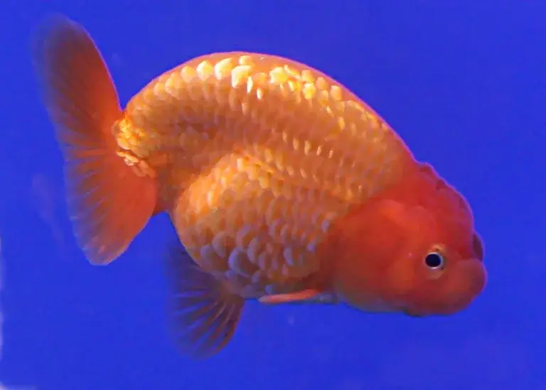 Ranchu Goldfish photo