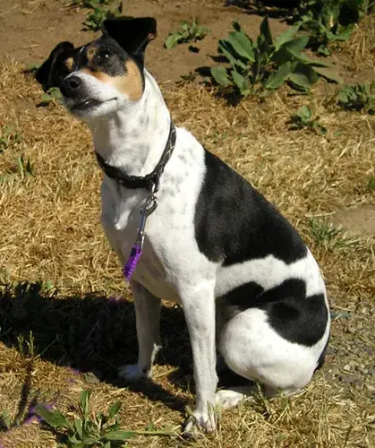 Rat Terrier photo