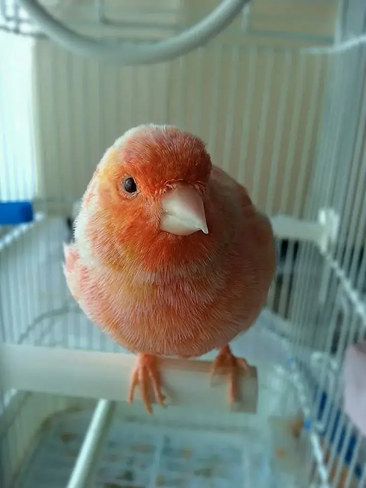 Red Factor Canary photo