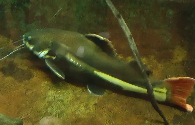 Red Tail Catfish photo