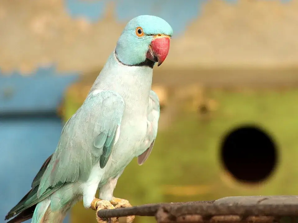 Ringneck Parakeet photo