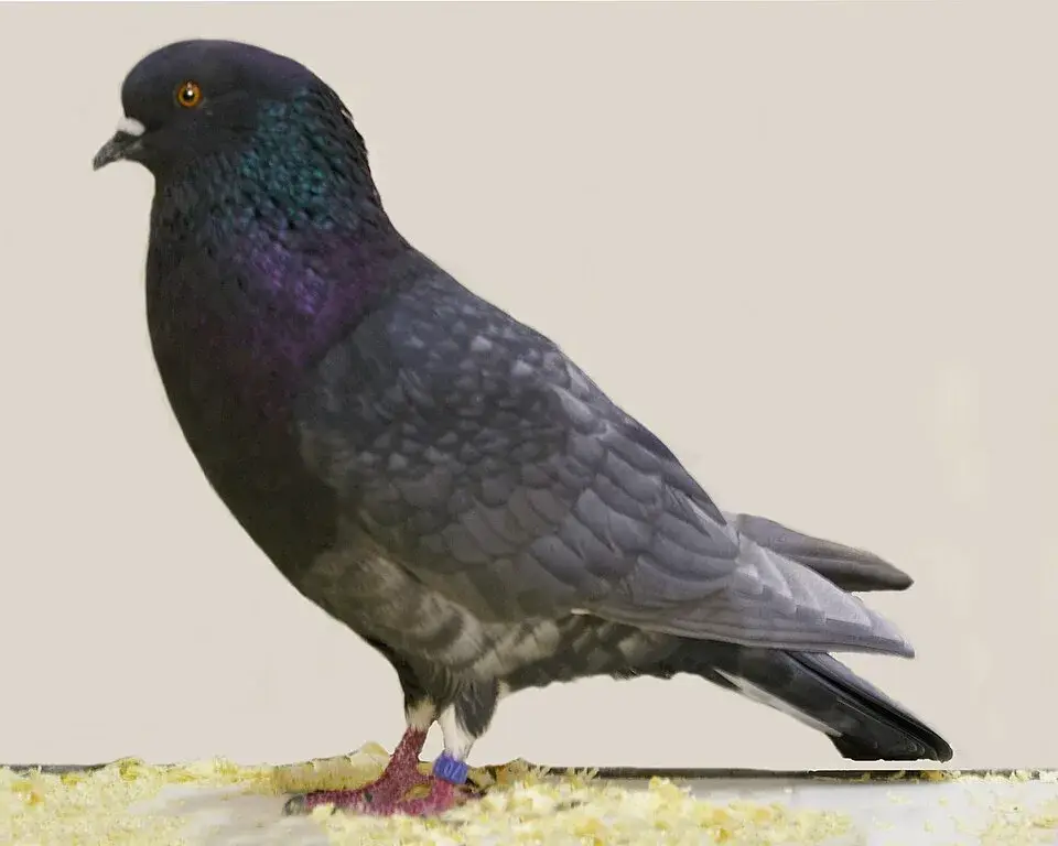 Roller Pigeon photo