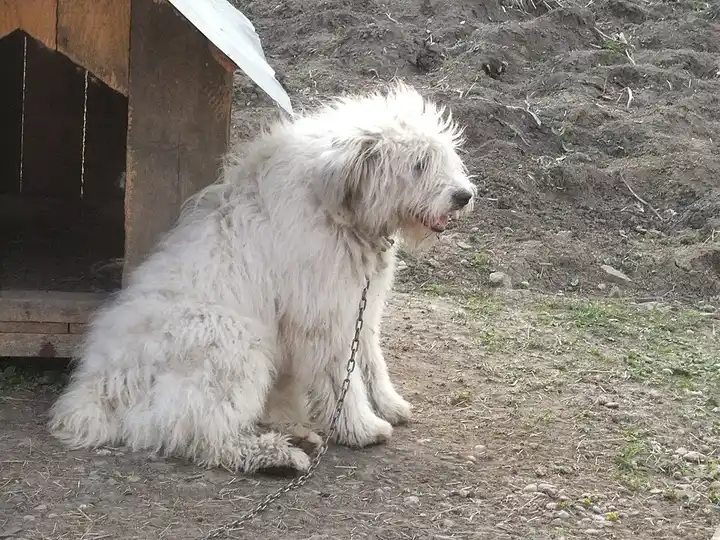 Romanian Mioritic Shepherd Dog photo