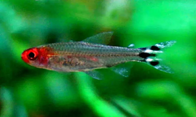 Rummy Nose Tetra photo