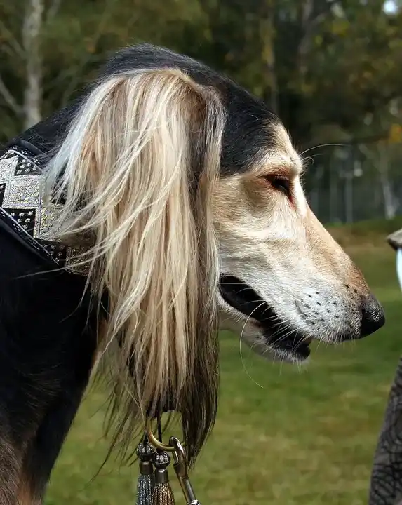 Saluki photo