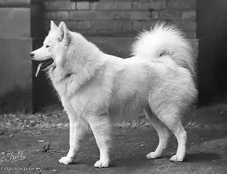 Samoyed photo
