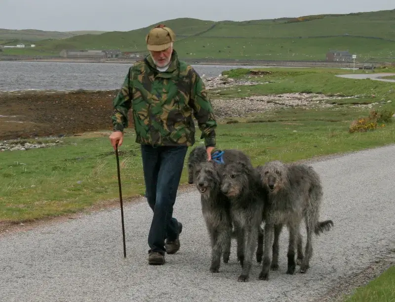 Scottish Deerhound photo