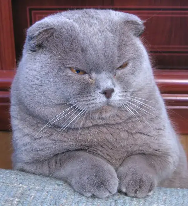 Scottish Fold photo