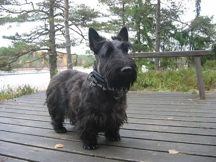 Scottish Terrier photo