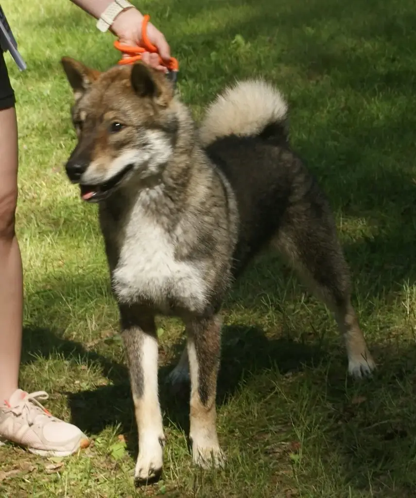 Shikoku Ken photo
