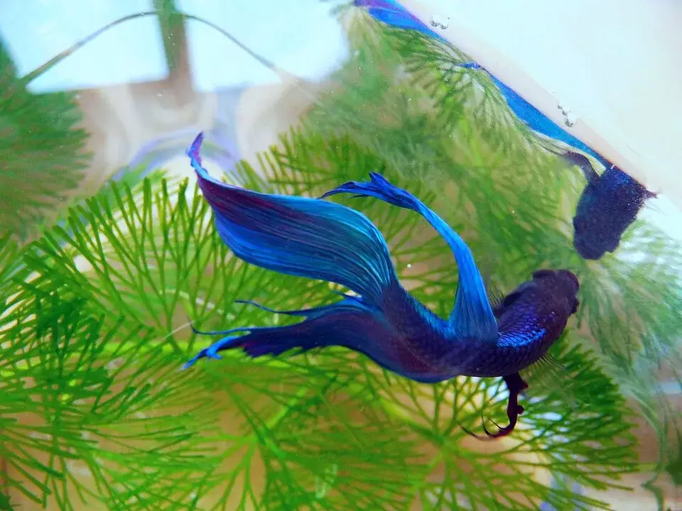 Siamese Fighting Fish photo