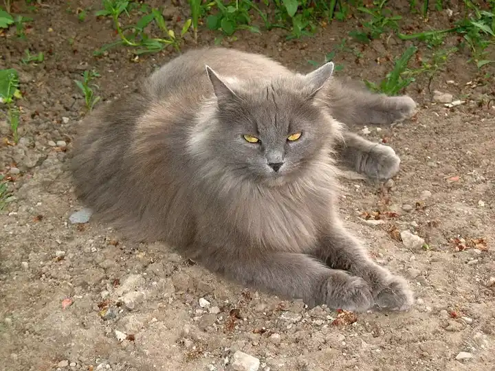 Siberian photo