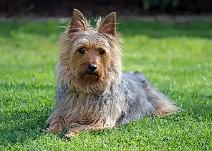 Silky Terrier photo