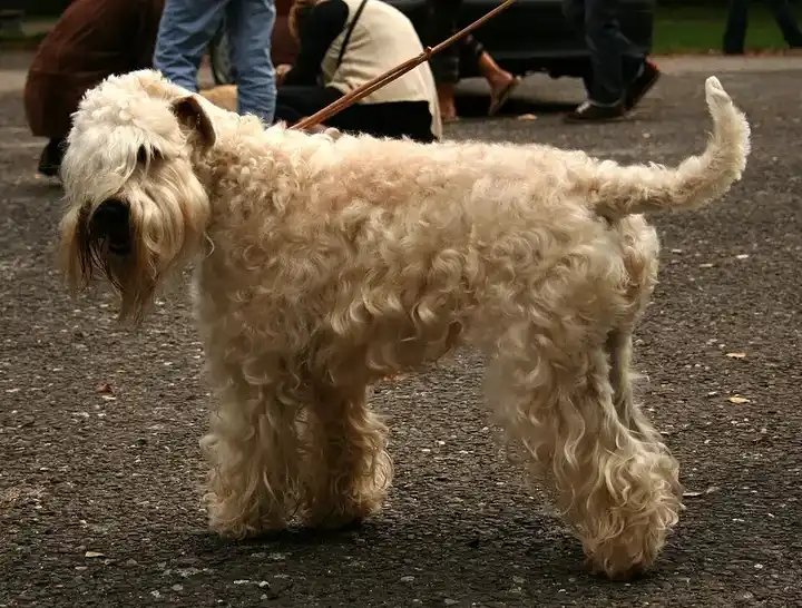 Soft Coated Wheaten Terrier photo