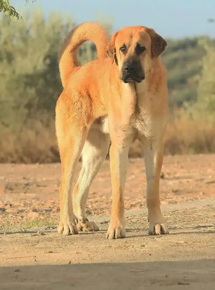 Spanish Mastiff photo