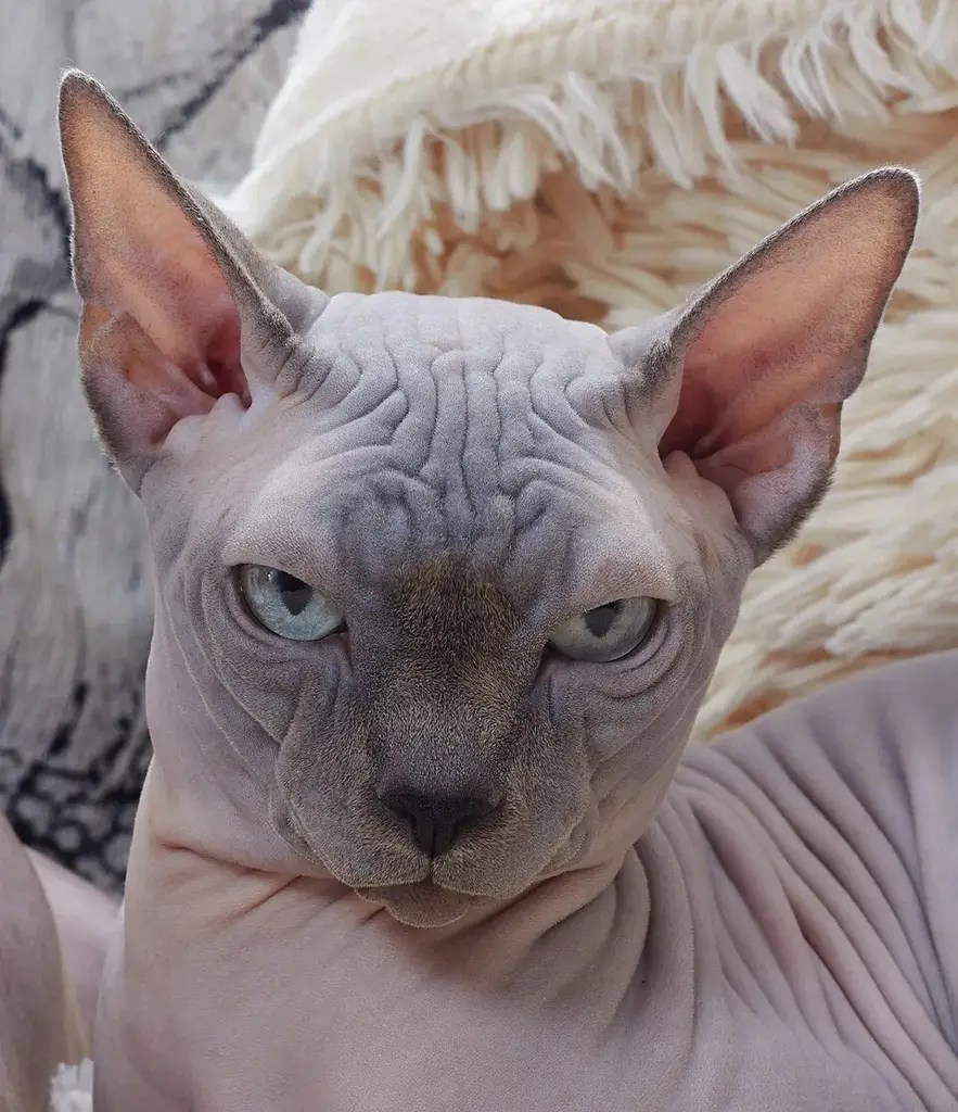 Sphynx photo