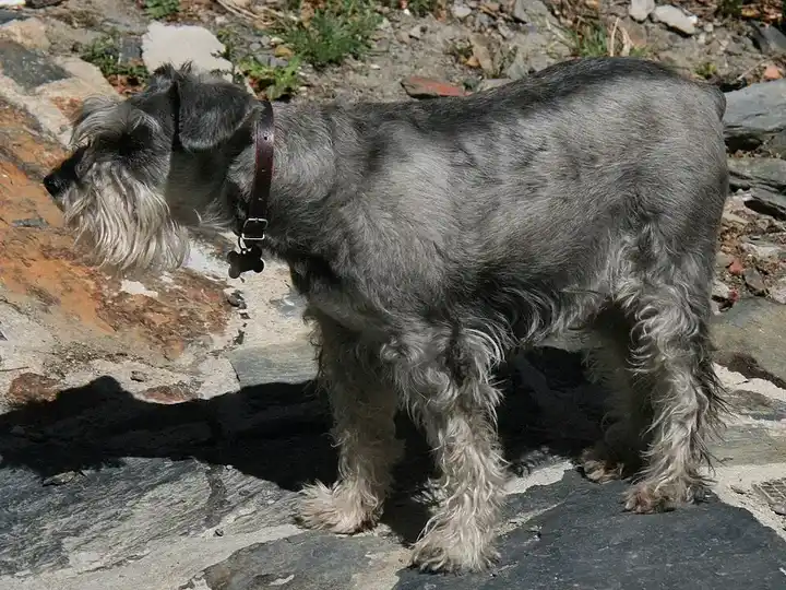 Standard Schnauzer photo