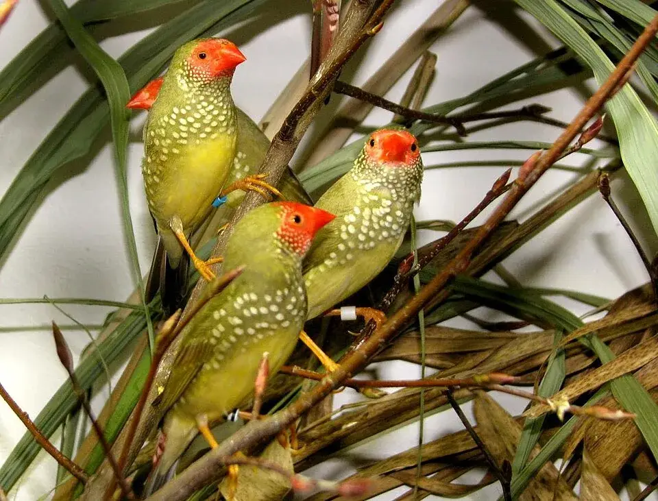 Star Finch photo