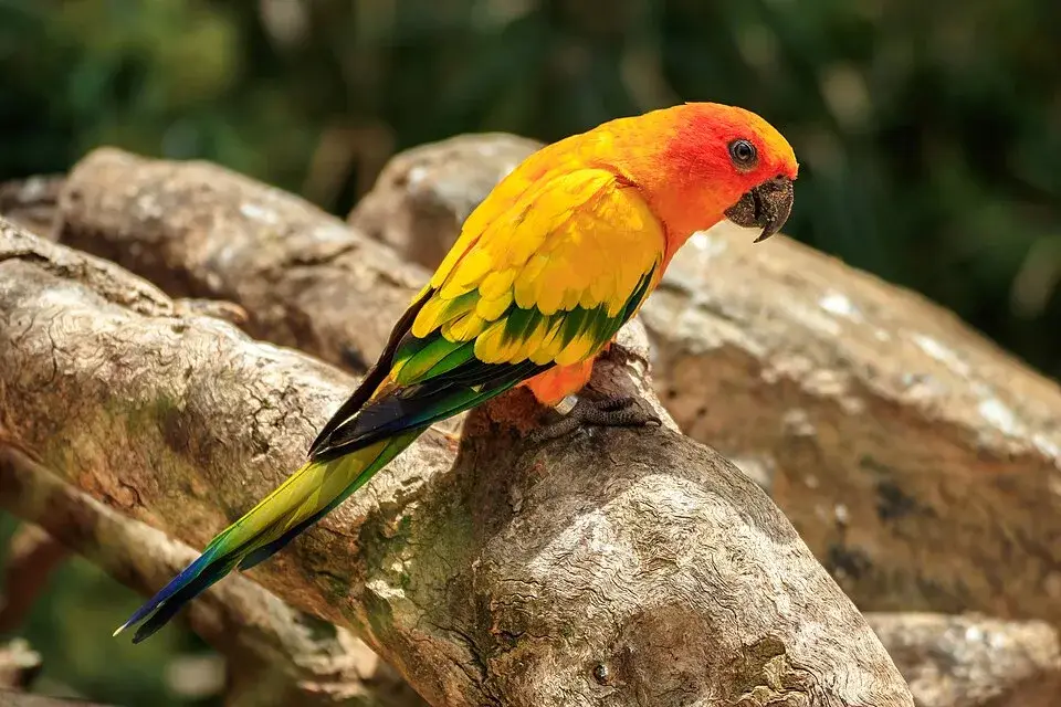 Sun Conure photo