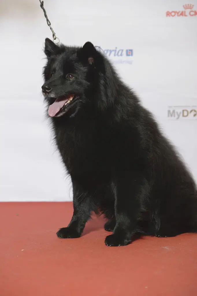 Swedish Lapphund photo