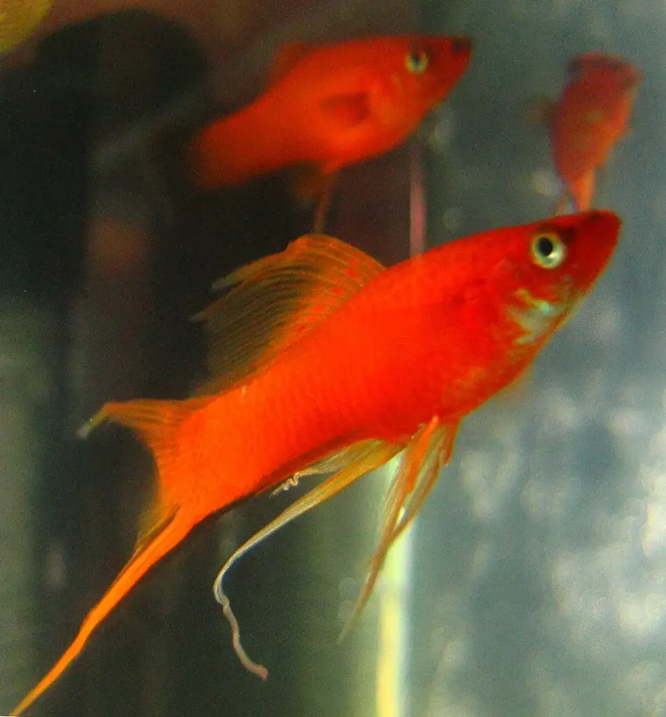 Swordtail Fish photo