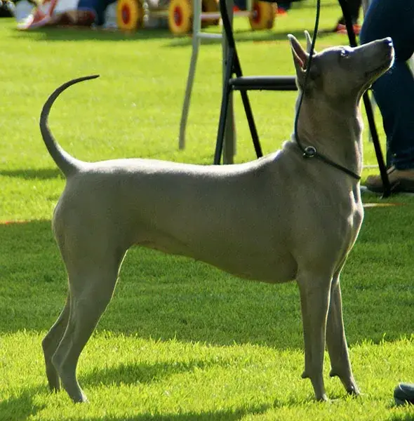 Thai Ridgeback photo