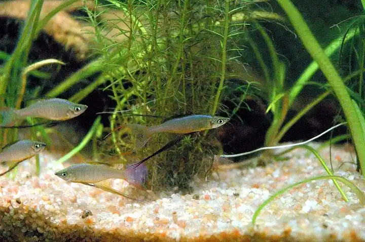 Threadfin Rainbowfish photo