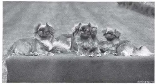 Tibetan Spaniel photo