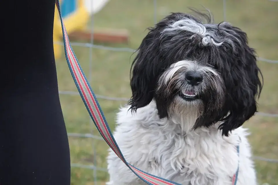 Tibetan Terrier photo