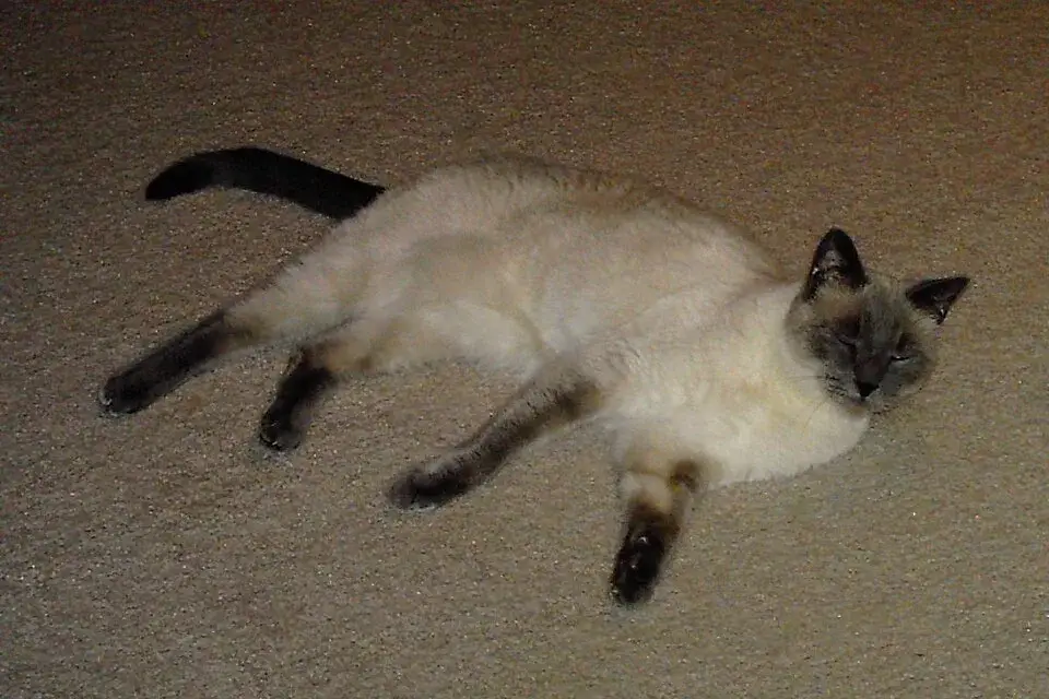 Tonkinese photo