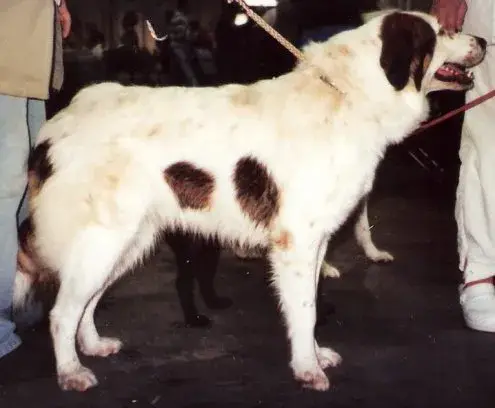 Tornjak photo